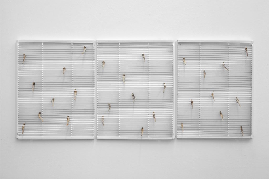 Nicolás Lamas Between the Lines I (2016) Structure, fishes, cm. 52x126x4 (in. 20 1/2x49 5/8x1 5/8). Courtesy of Brand New Gallery.